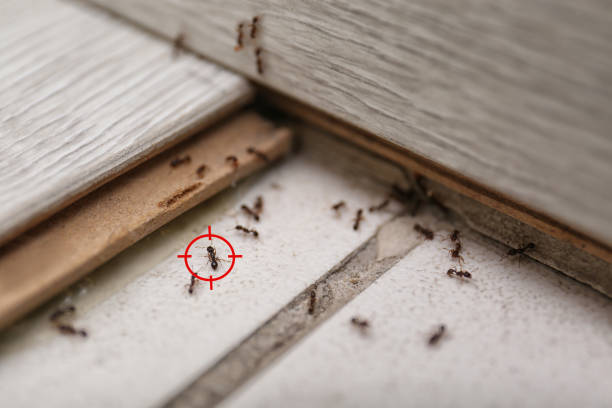 Reliable Winthrop, MN Pest Control Solutions