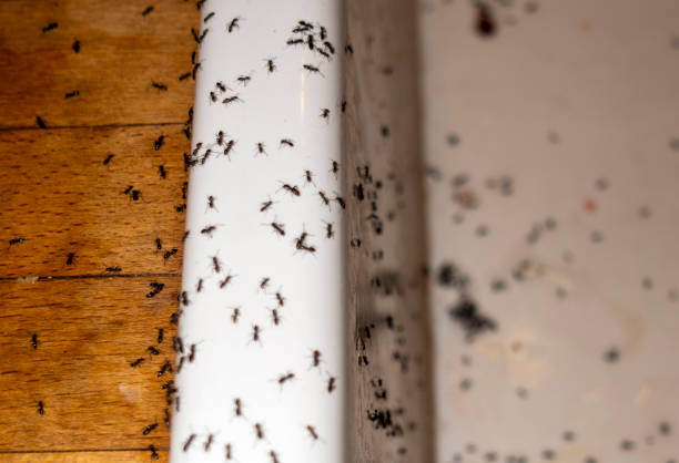 Best Affordable Pest Control Services  in Winthrop, MN